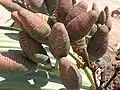 Seed cones of Welwitschia