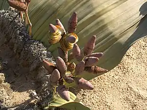 A female Welwitschia beginning to shed seeds