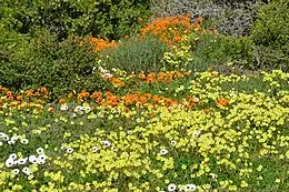 A field of yellow blooming Oxalis pes-caprae during a spring bloom in its indigenous habitat on the west coast of South Africa (West Coast National Park). Navite White rain daisies (Dimorphotheca pluvialis) and orange Gousblom (Arctotis hirsuta) can be seen blooming alongside it.