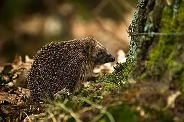 Image 7European HedgehogPhoto: HraldThe European Hedgehog (Erinaceus europaeus) is a hedgehog species native to western and northern Europe. Adults are 20–30 cm (7.9–11.8 in) in length, weighing from 600 to 1,200 g (21 to 42 oz), depending on the season, with males slightly larger than females. It is nocturnal, and if alarmed will roll itself into a ball, protecting itself against potential predators with its spines.More selected pictures