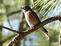 Many colorful birds (such as this Western Bluebird) can be found in the Hualapai Mountains.