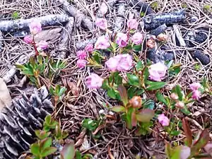 Kalmia microphylla