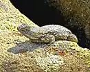 Western fence lizard (Sceloporus occidentalis), no data