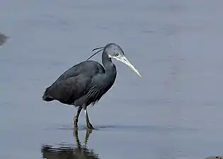 E. g. schistacea dark morph at Narara Marine National Park, Gulf of Kutch, Gujarat, India