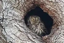 Nest hole