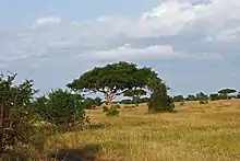 A picture of the Serengeti, a natural reserve in Africa