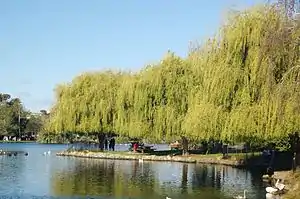 Willows and the artificial lake in Western Springs Lakeside Te Wai Ōrea, looking east.