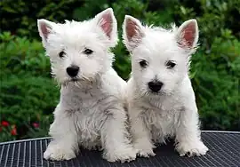 Image 48West Highland White Terrier puppies  (from Puppy)