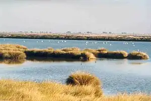 A wetland area of Donana National Park