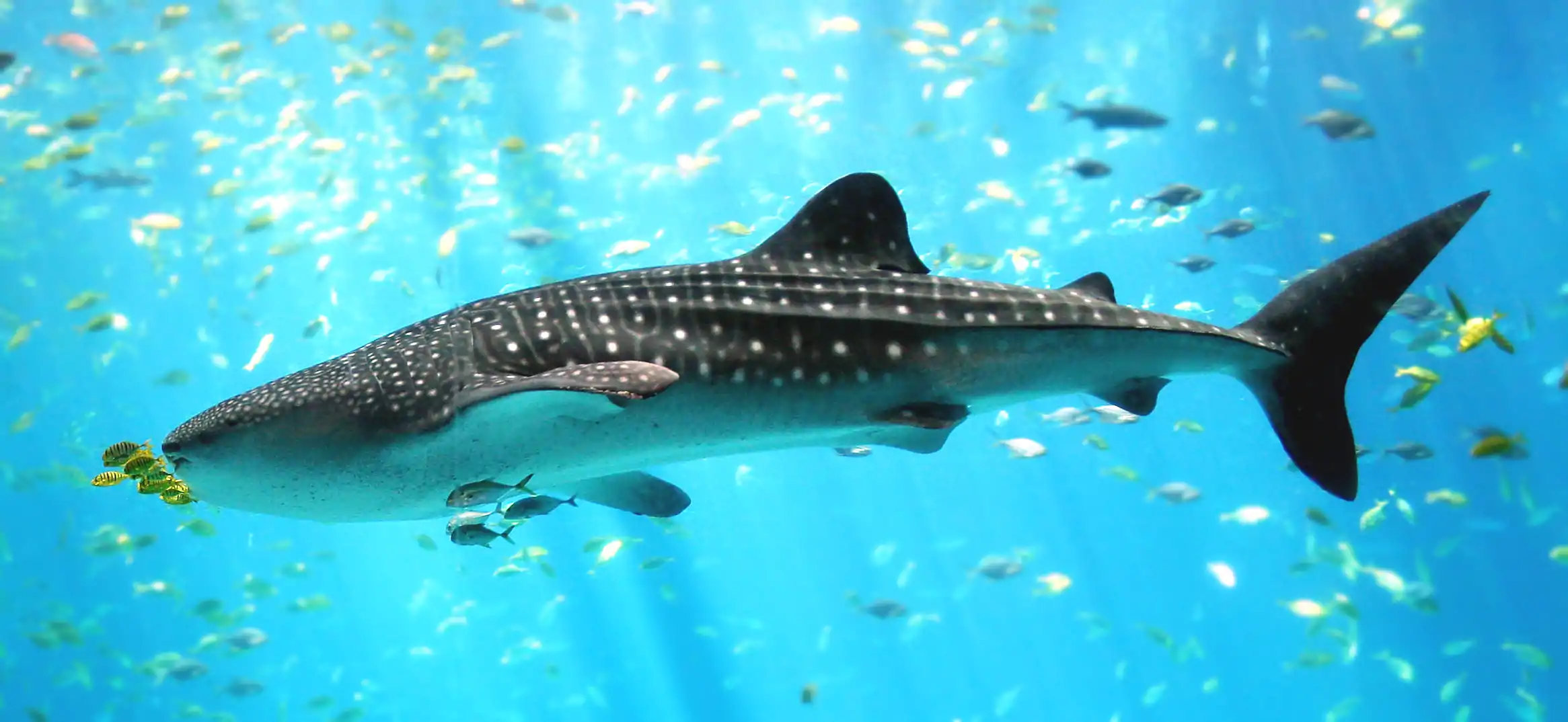 Image 34The giant whale shark, another resident of the ocean epipelagic zone, filter feeds on plankton, and periodically dives deep into the mesopelagic zone. (from Pelagic fish)