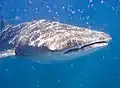 Whale shark