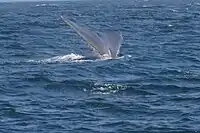 Whale watching around the island (humpback whale)