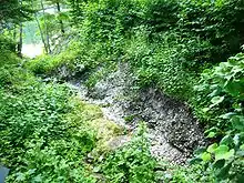 A gully surrounded by low-lying leafy plants and trees. The bottom of the gully is filled with shells, and it leads to a lake