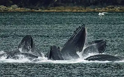 Whales Bubble Net Feeding-edit1