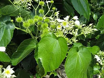 Foliage and flowers