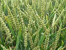 Common wheat