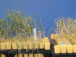 Image 45The Yecoro wheat (right) cultivar is sensitive to salinity, plants resulting from a hybrid cross with cultivar W4910 (left) show greater tolerance to high salinity (from Plant breeding)