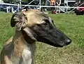 Longhaired whippet with black mask