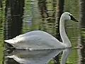 Whistling swan, C. c. columbianus