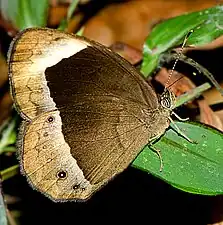 Ventral view (dry-season form)