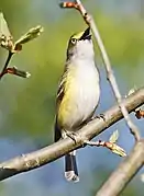 White-eyed vireo bird