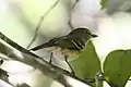 White-eyed vireo by Alastair Rae