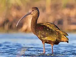 Winter plumage in Quintana, Texas