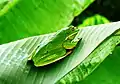 White-lipped tree frog