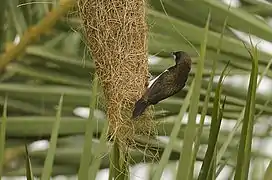 White-rumped Munia using abandoned Baya Weaver Nest near Bangalore