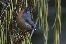 A white and orange-bellied bird perching