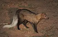 Brown and white mongoose