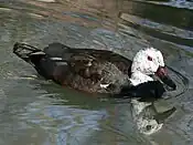 White-winged Duck