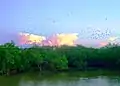 White Stork on Hà Cộc at sunset