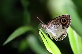 Ventral view