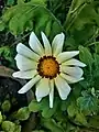 Gazania rigens var. rigens. White flowerhead, with dark markings near the bases of the ray florets (petals)