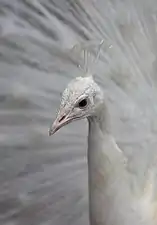 White Peacock