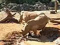 White rhinos in Expedition Africa