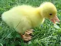 White gosling