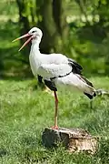 white stork