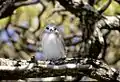 White tern chick