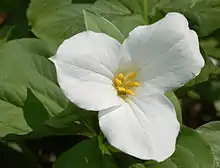 White trillium