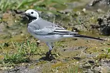 White Wagtail