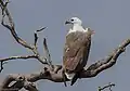 White bellied sea eagle