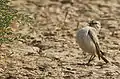 The puff and roll display of white-browed bush chat in Kutch region, India