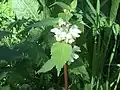 White dead-nettle, Lamium album