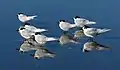 Group of white-fronted tern on beach