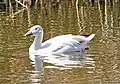 The Park's pond is home to a variety of resident wildlife and migratory waterfowl.