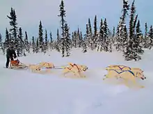 Dog Mushing