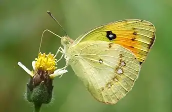 Ventral view