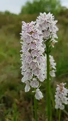 Dactylorhiza orchid growing at Clara